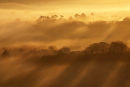 Misty sunrise Symondsbury
